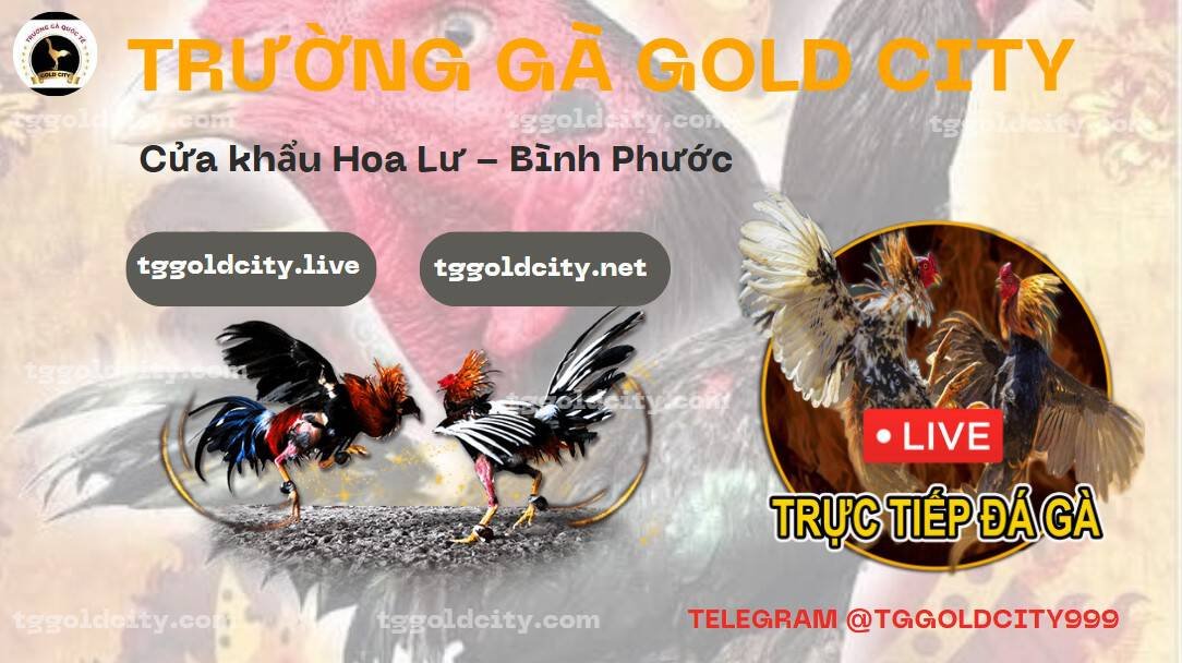 địa chỉ trường gà gold city